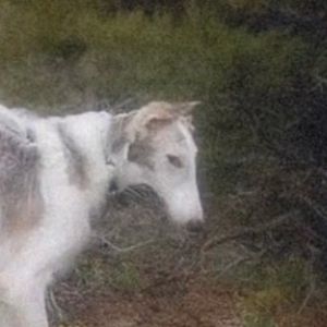 Meet your Posher, Maverik